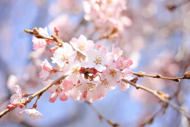 5月份這些生肖的桃花運大有轉機！